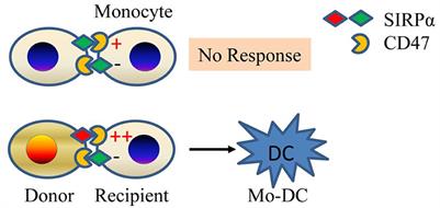 Innate Allorecognition and Memory in Transplantation